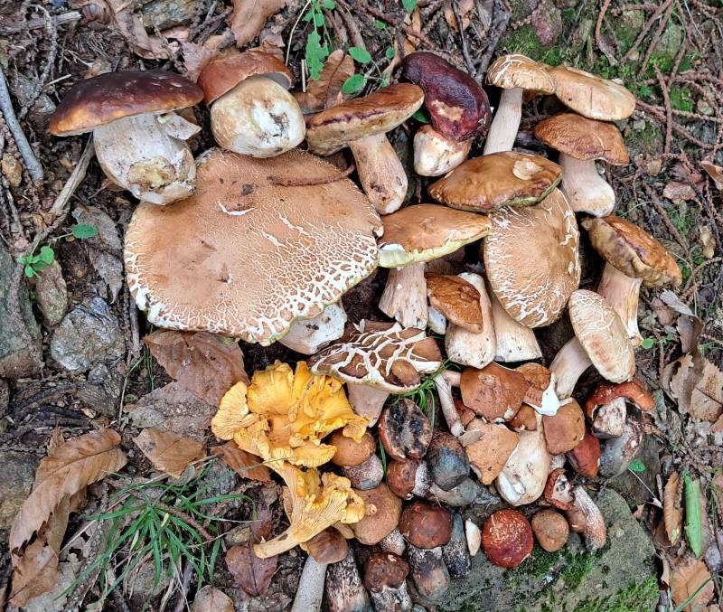 funghi....una gustosa prelibatezza