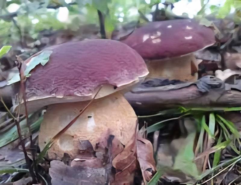 il re del bosco