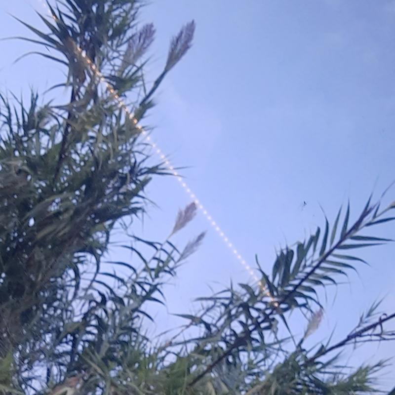 Fotosegnalazione di Roma gianicolense suburbio