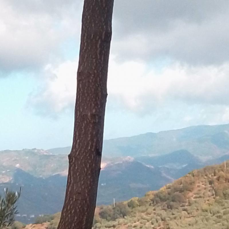 Fotosegnalazione di Nocera terinese