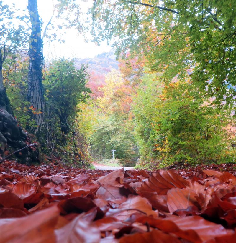 i colori dell'autunno