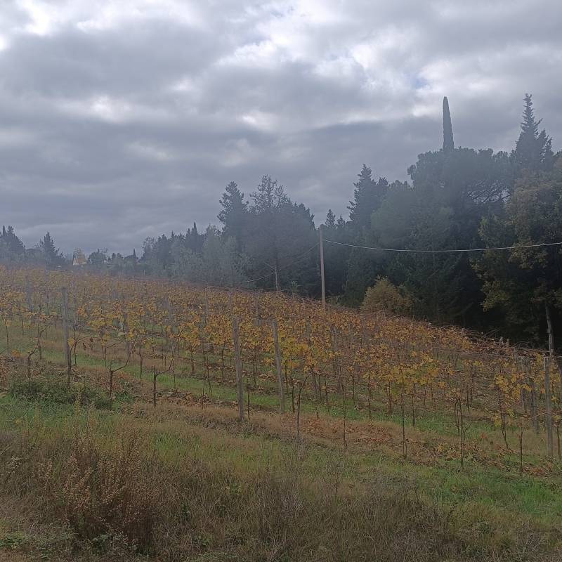 Fotosegnalazione di Greve in chianti