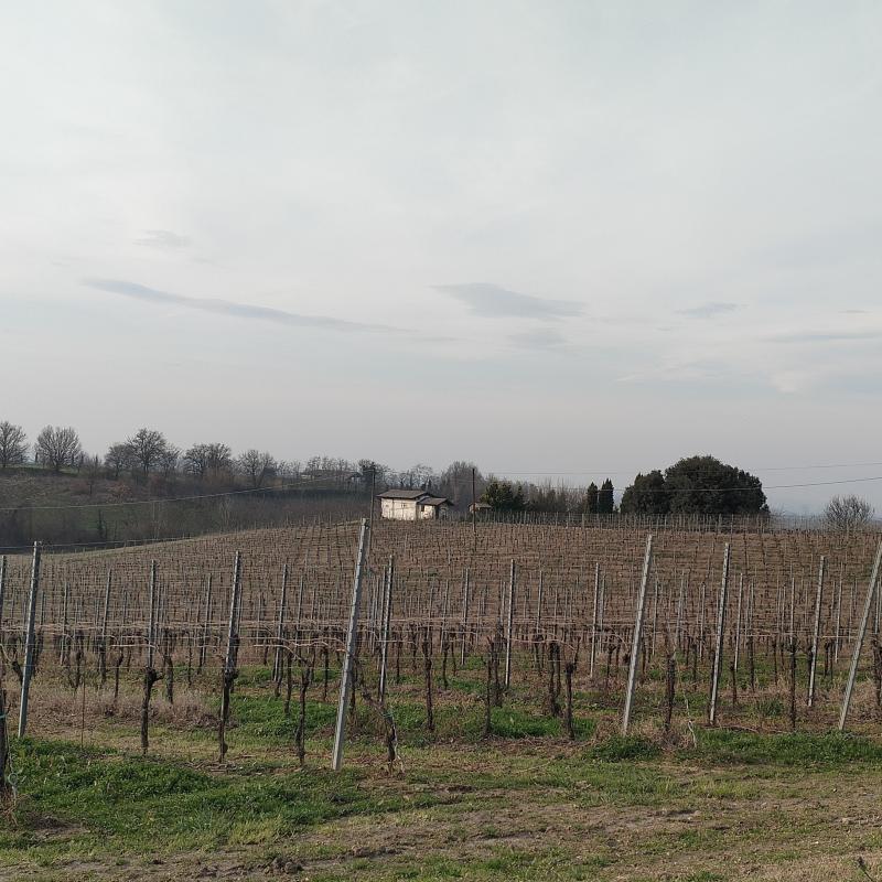 Colline dell' oltrepo. vigne di montebello foto di sergio