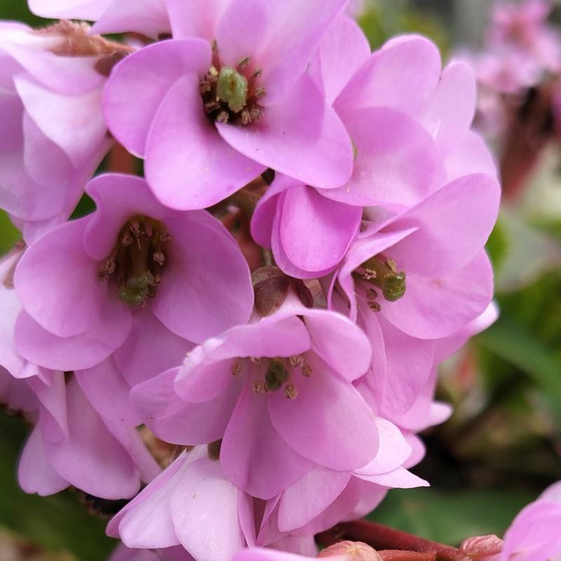 Bergenia fiorita. foto di sergio
