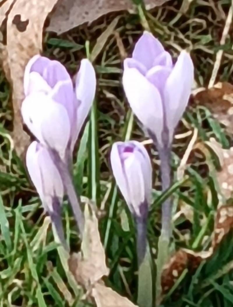 colori primaverili