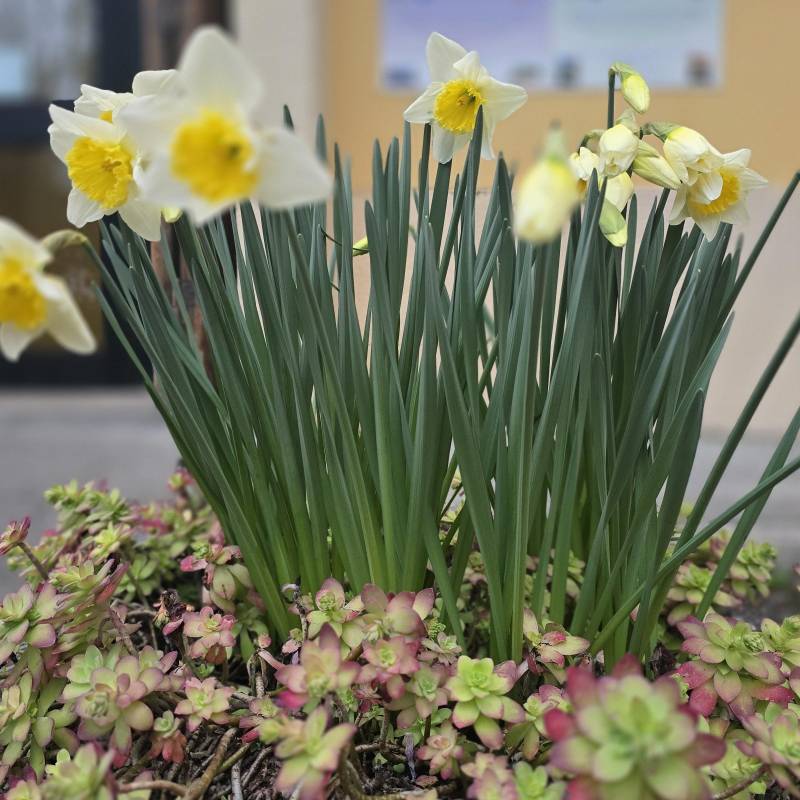 narcisi fioriti