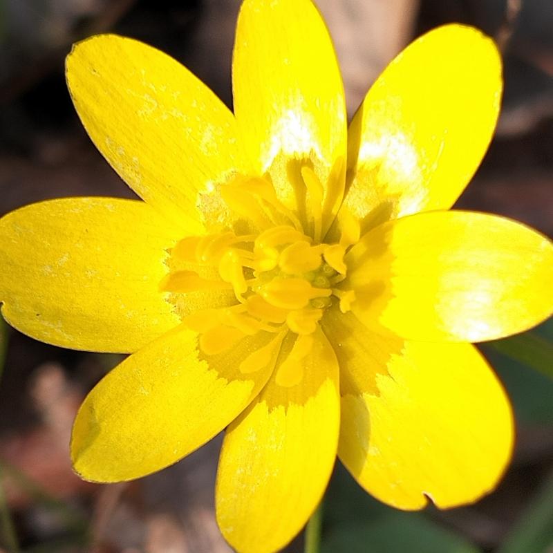 Sorriso di primavera. di sergio