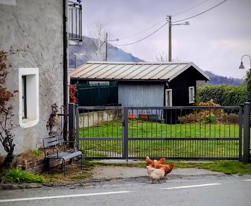 pioggerellina di marzogalline a passeggio
