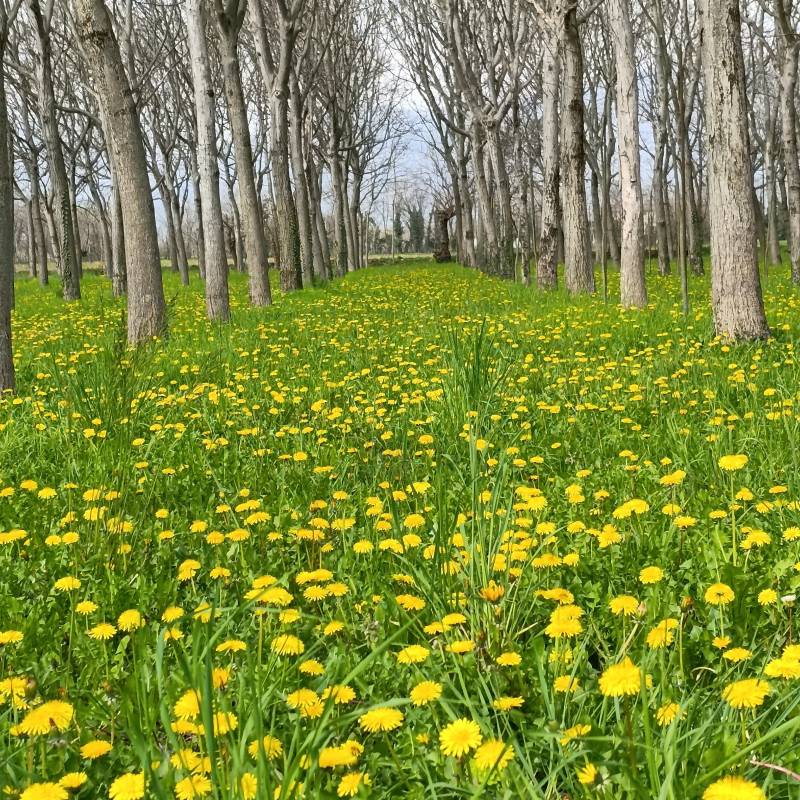 Fotosegnalazione di Mussolente
