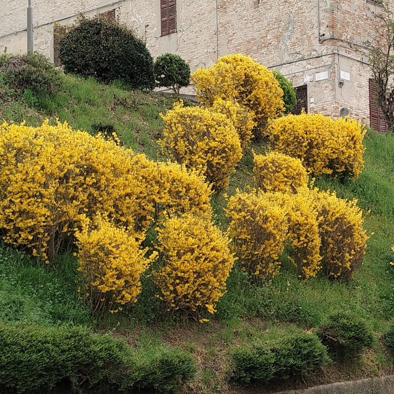 Nel giallo dipinto di giallo. foto di sergio
