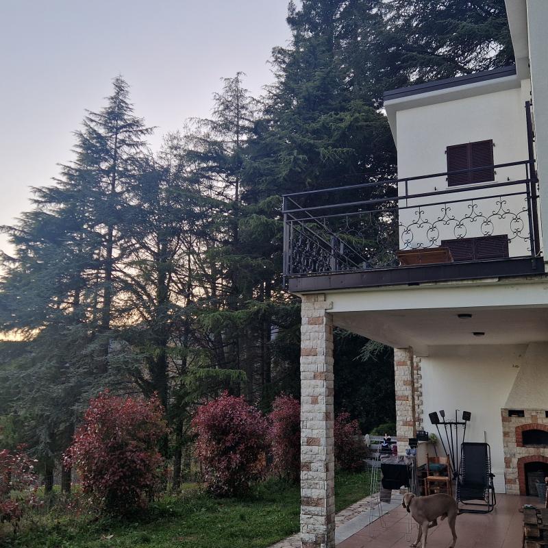 Fotosegnalazione di Calice al cornoviglio