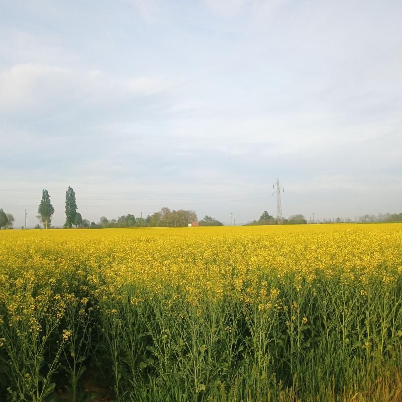 Fotosegnalazione di Cervere
