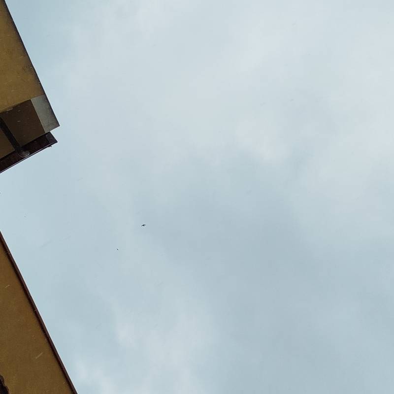 Fotosegnalazione di Gela