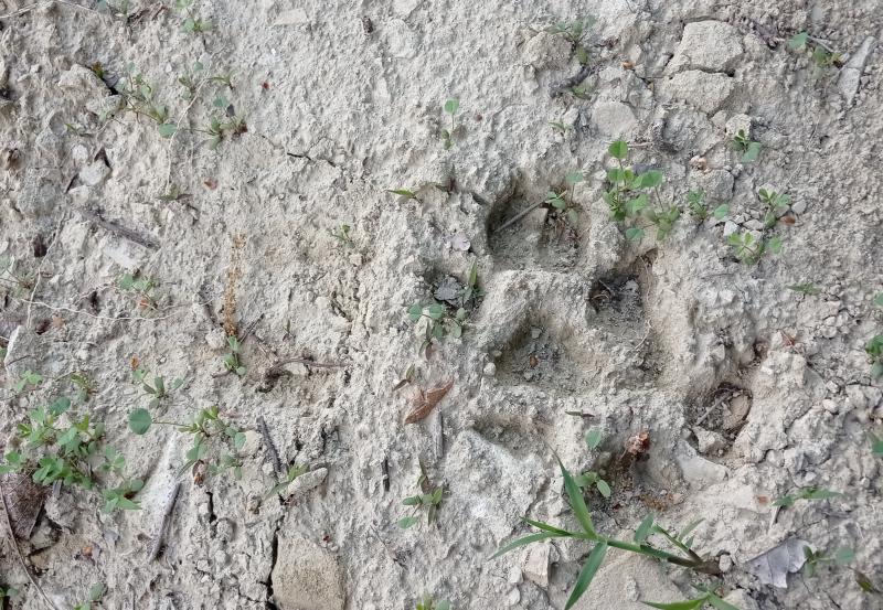 orme di lupo in localita' olibra