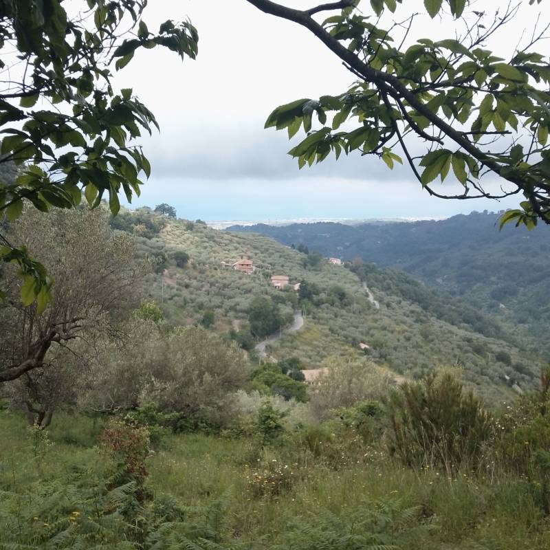 Fotosegnalazione di Nocera terinese