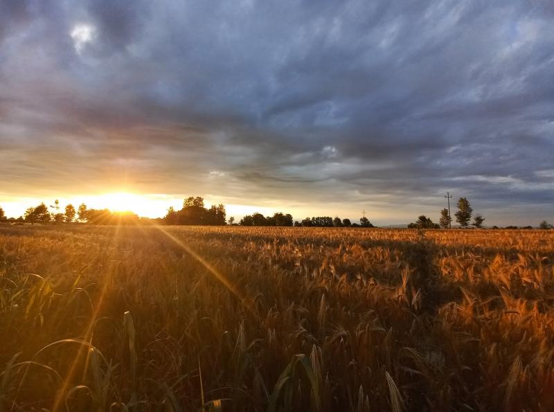 Campi di grano Van Gogh a Loreggia