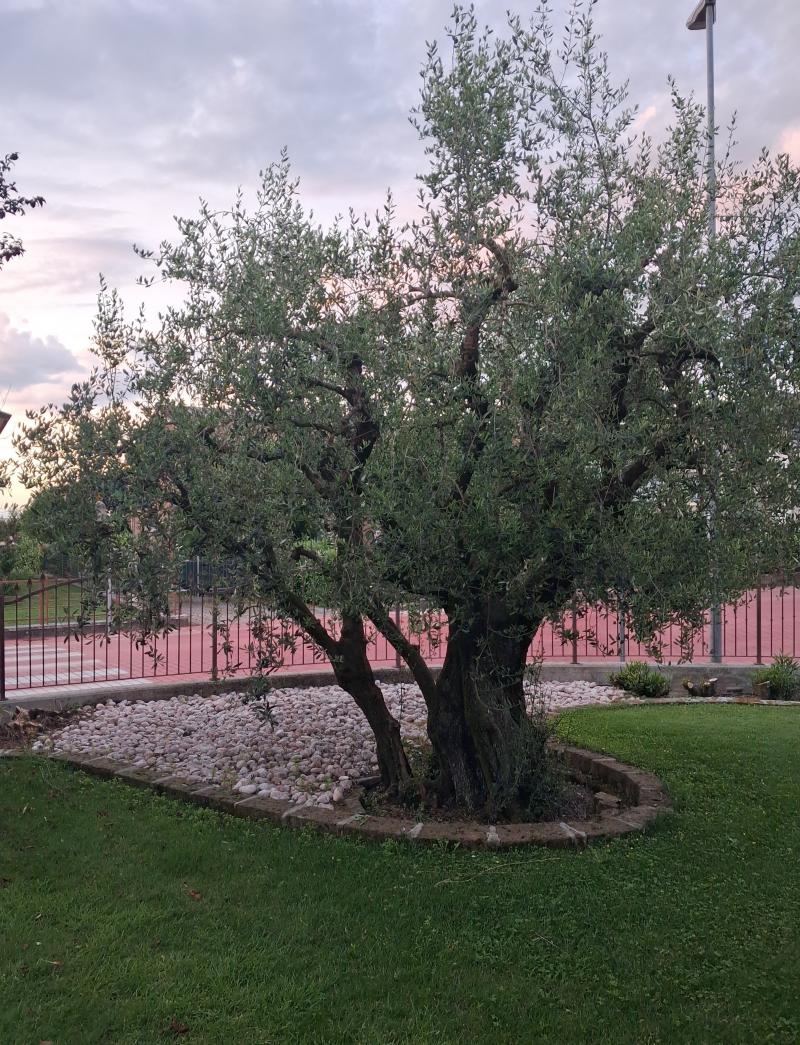 ulivo all alba