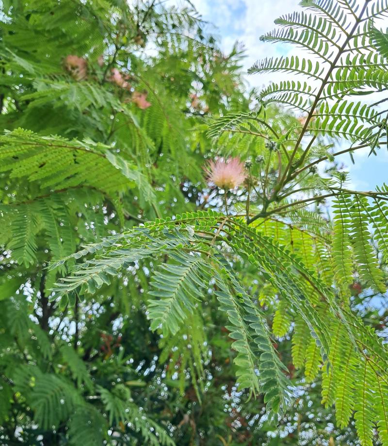 acacia di costantinopoli