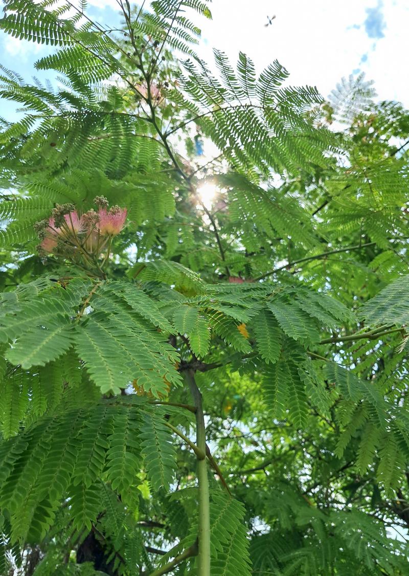 acacia di costantinopoli