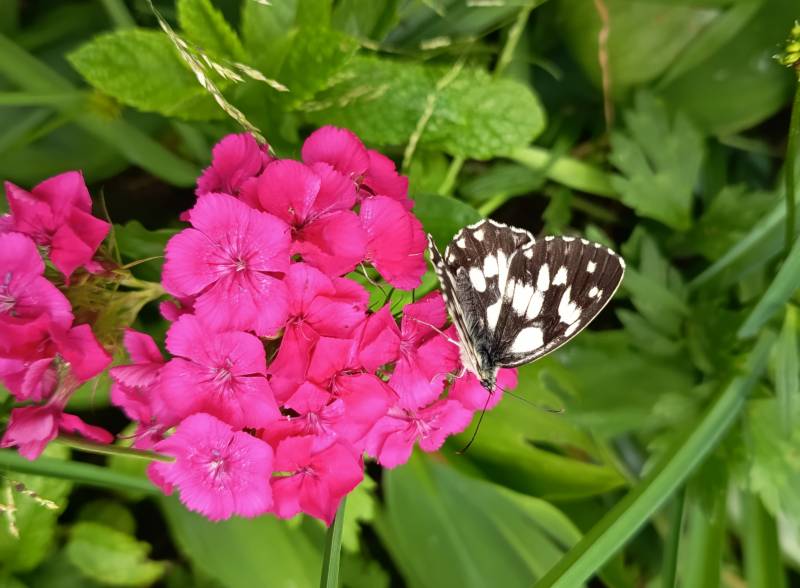 farfallina