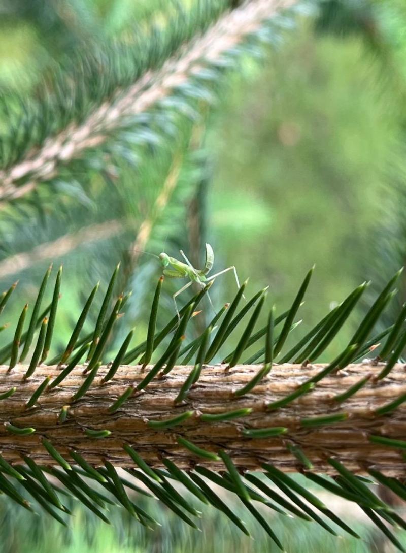 neonato mantide religiosa