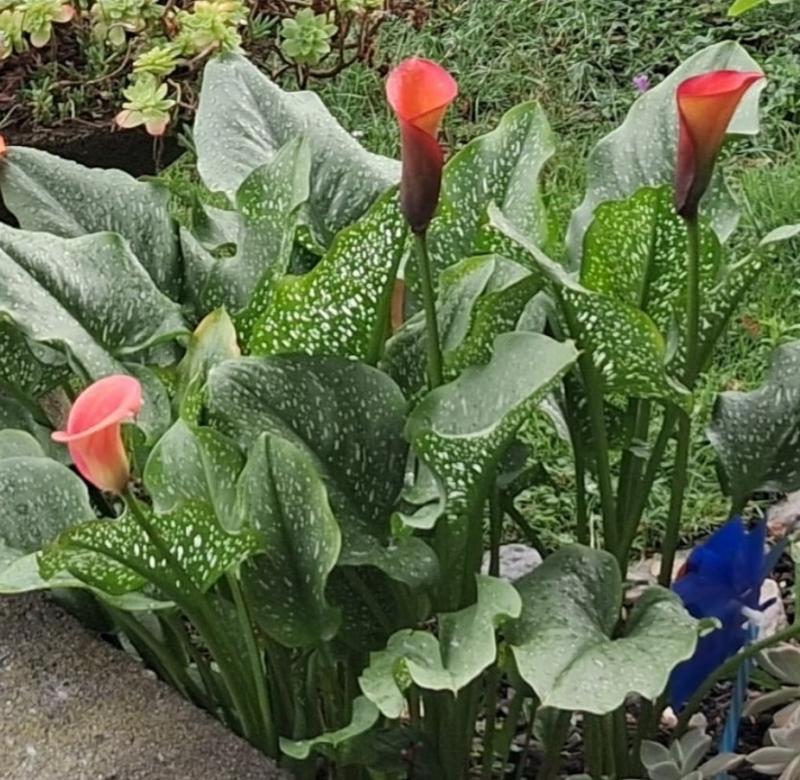 calla fiorite giardino di polaggia