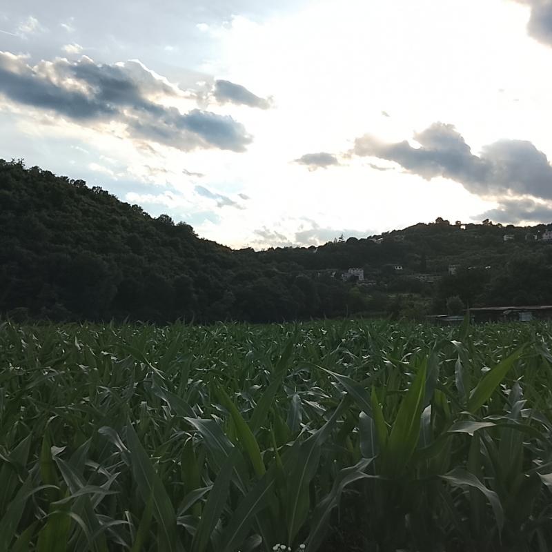 11 giugno 26