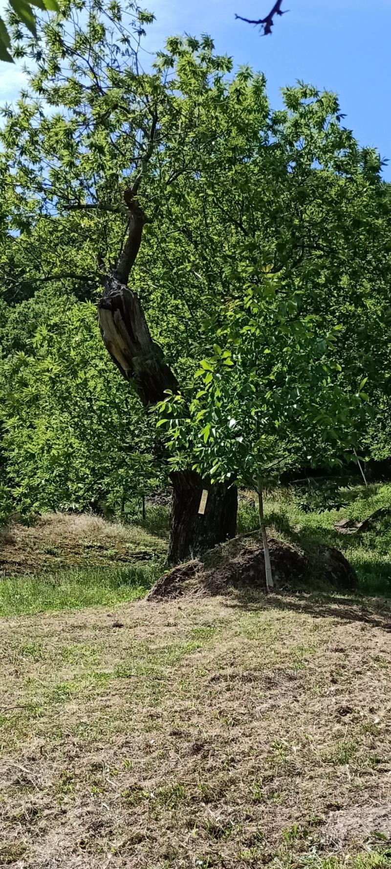 giornata in marroneta a solsttetto