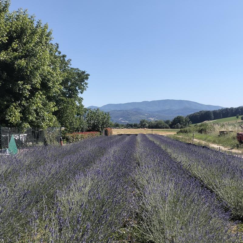 Lavanda in fiore