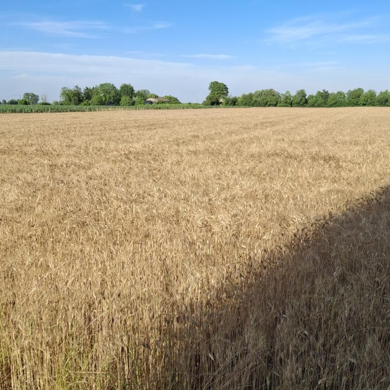 campo di grano