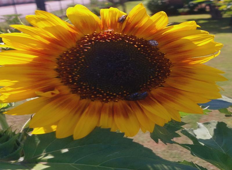 sempre il sole