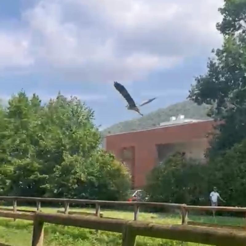 airone in volo