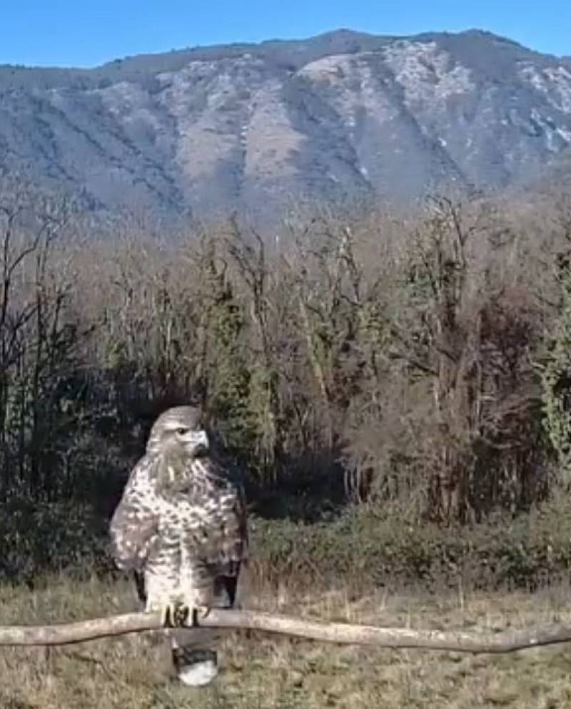 rapace