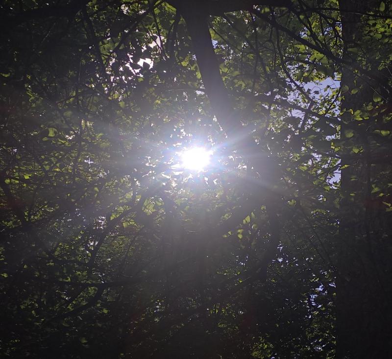 Il Sole che si nasconde dietro le chiome degli alberi a Tavagnacco. i miei attimi speciali Adry