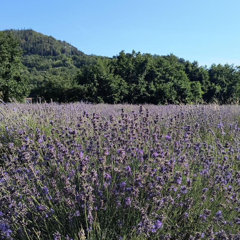 Lavanda... val liona