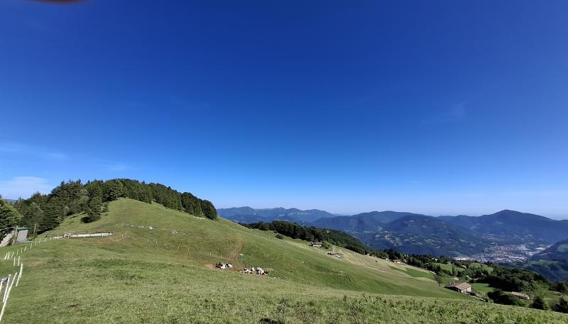 taglio del maggese con le vacche al pascolo