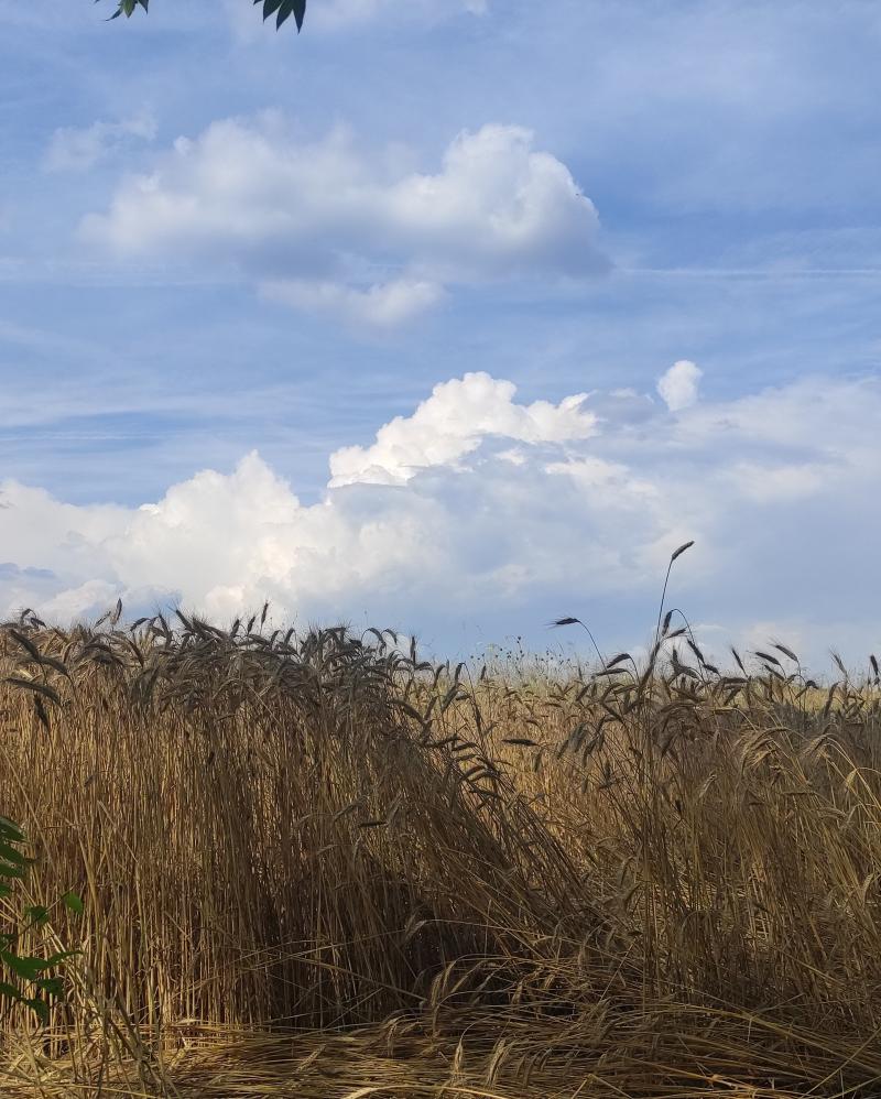 Oggi Tavagnacco caldissima in questo momento 33 gradi. i miei attimi speciali Adry