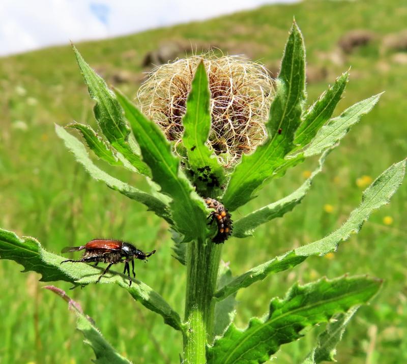 fiordaliso alpino prima della fioritura