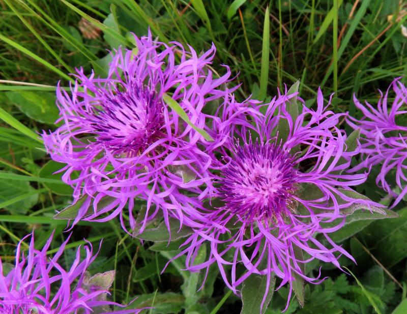 fiordaliso alpino fiorito