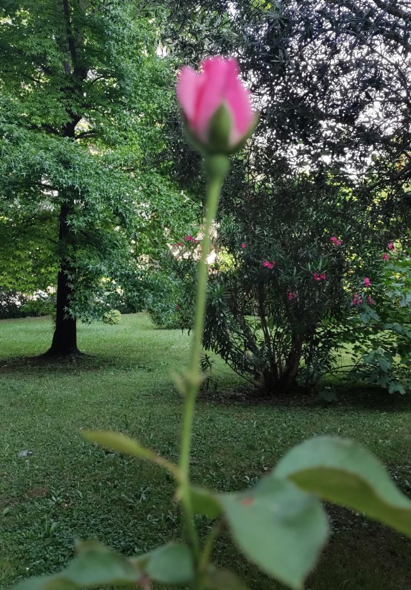 una timida rosa che sfida il caldo a feletto umberto. i miei attimi speciali adry