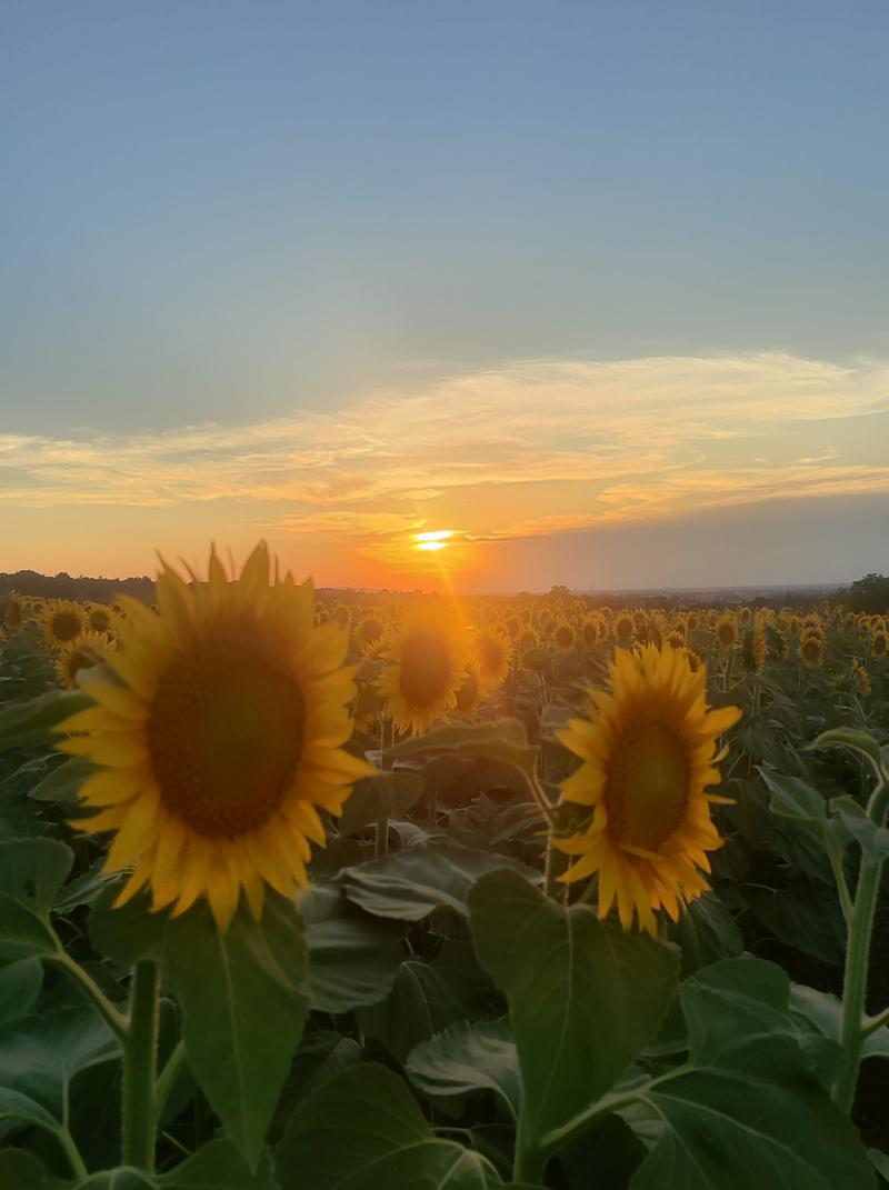 tramonto in mezzo i girasoli