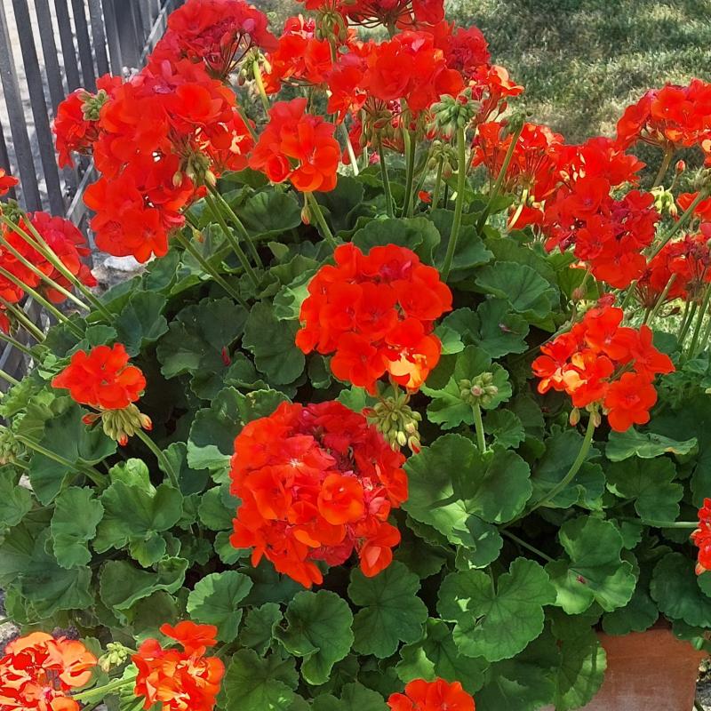 Fiori a Lazise