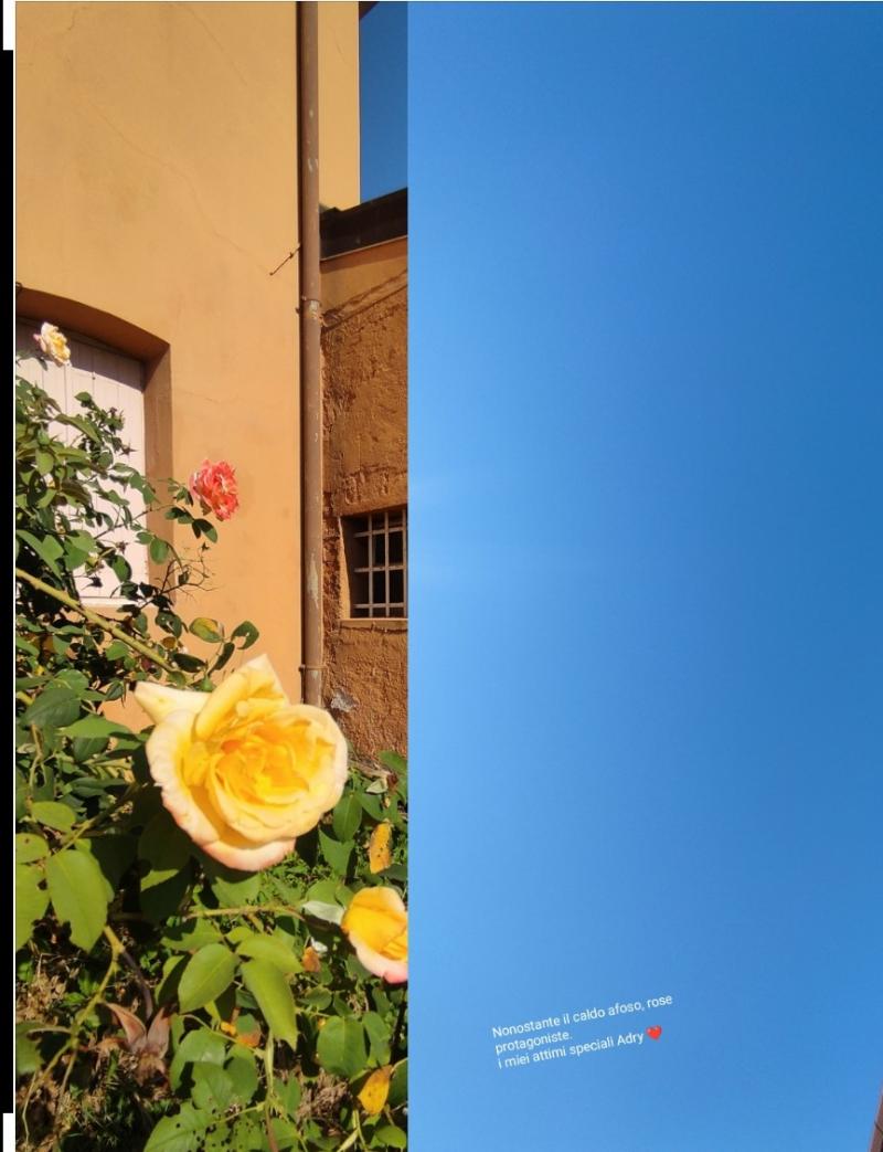 nonostante il caldo afoso le rose sono protagoniste a feletto umberto. i miei attimi speciali adry