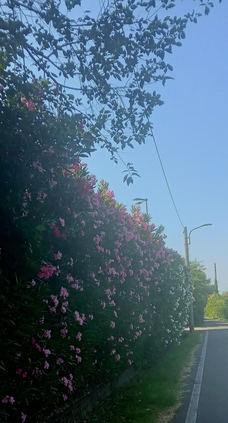 gli oleandri