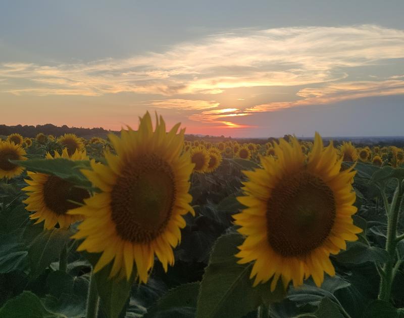 i bellissimi girasoli in fiore