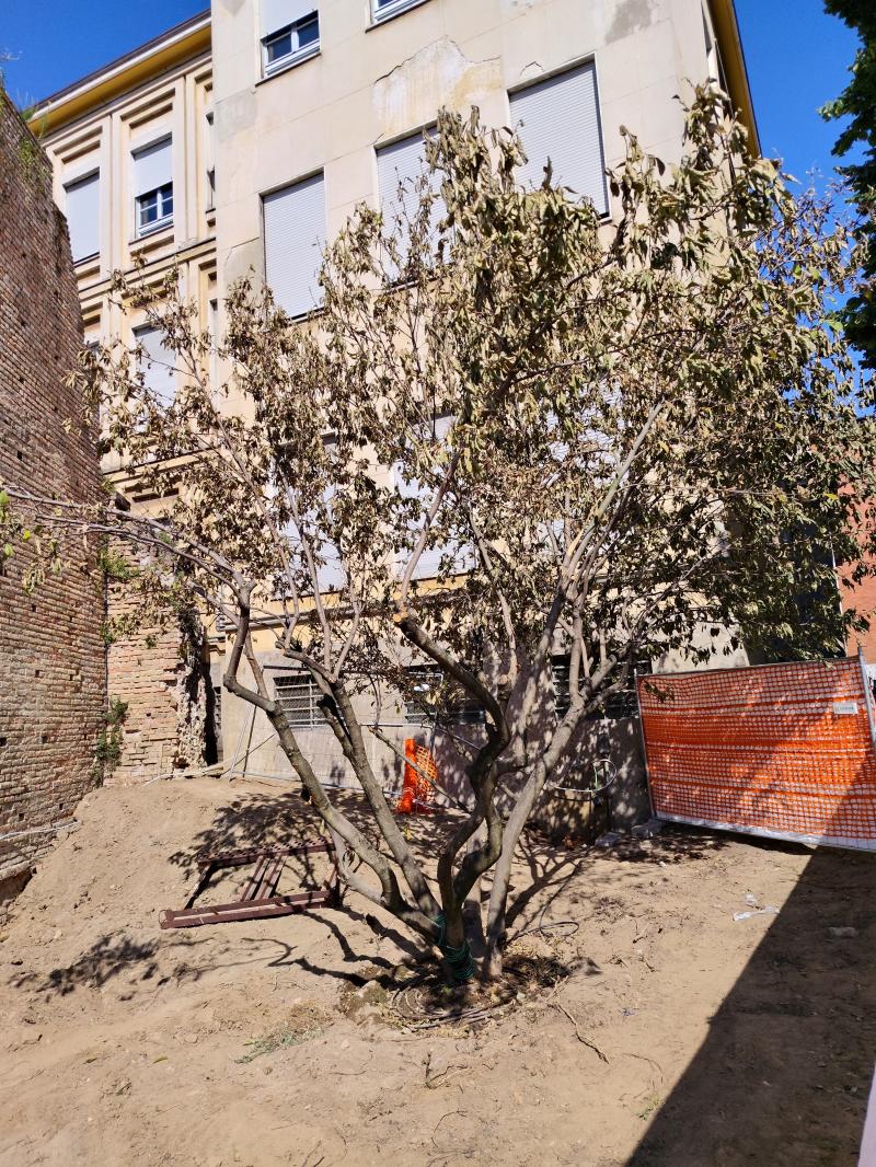 lo scempio della magnolia piu' bella di lodi sradicata e ripiantata in condizioni penose