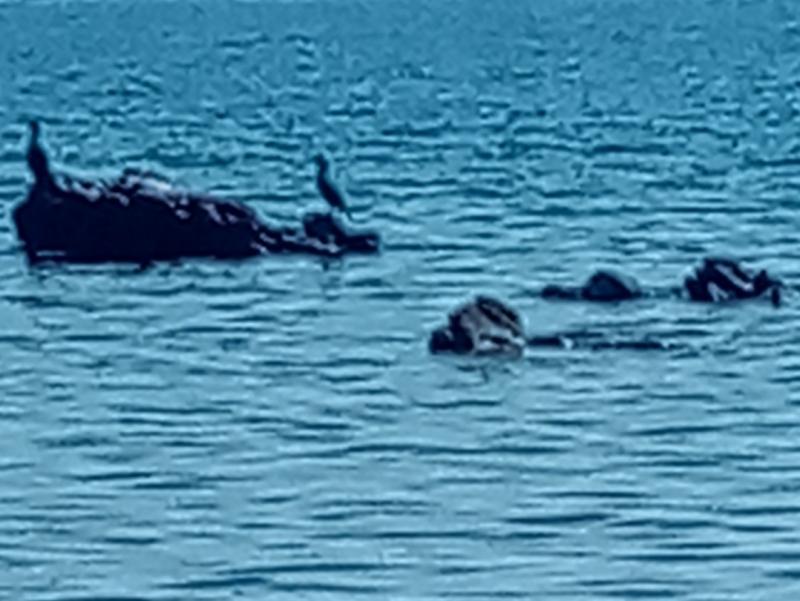 cormorani