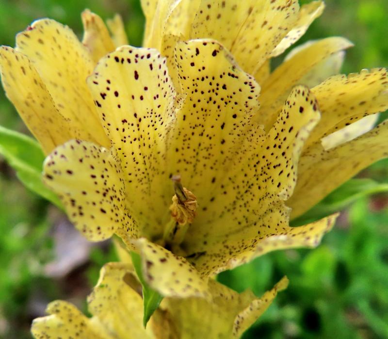 genziana punteggiata