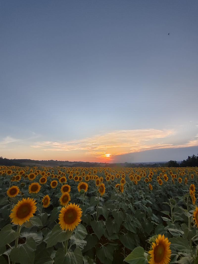 bellissimo campo di girasoli