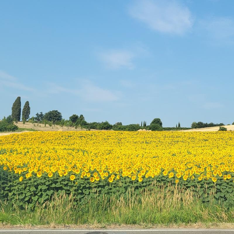 Girasoli a Chieri 260626